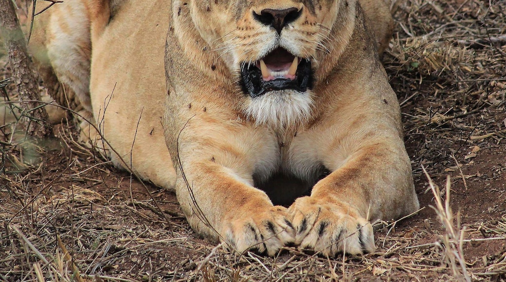 Fantastic place to stay and spend time with the wild animals. Perfect adventure. Thus was taken from our private jeep about 10-15 feet away