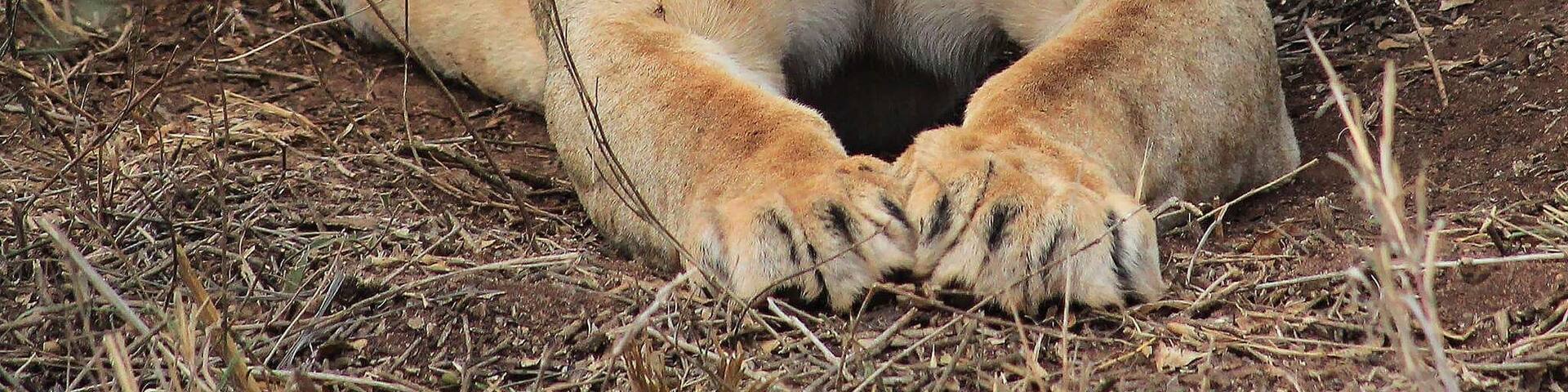 Fantastic place to stay and spend time with the wild animals. Perfect adventure. Thus was taken from our private jeep about 10-15 feet away
