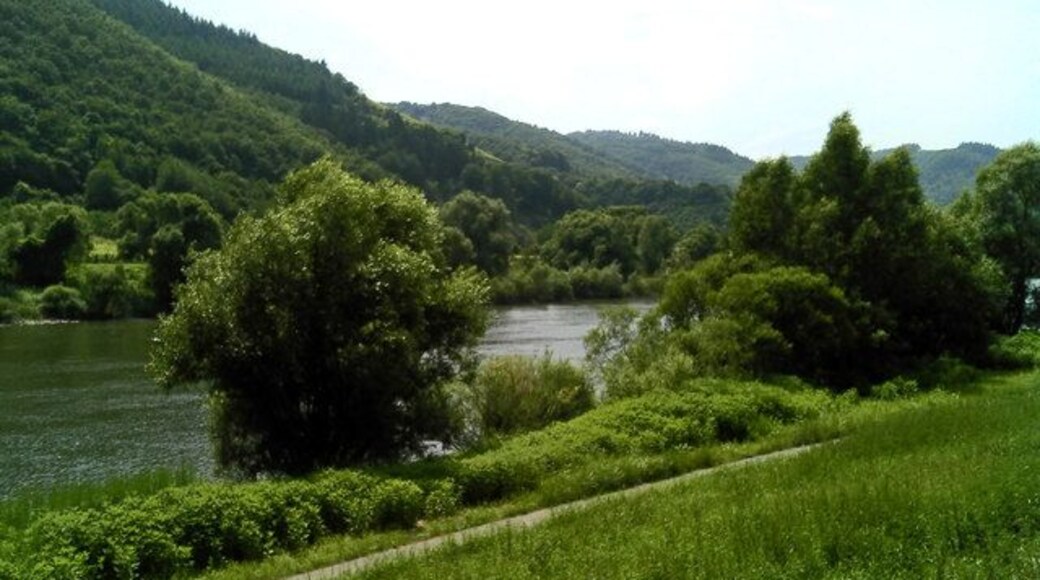 Laubbaum anliegerstaaten vegetation entlang der Mosel