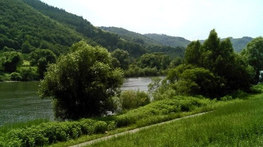 Laubbaum anliegerstaaten vegetation entlang der Mosel