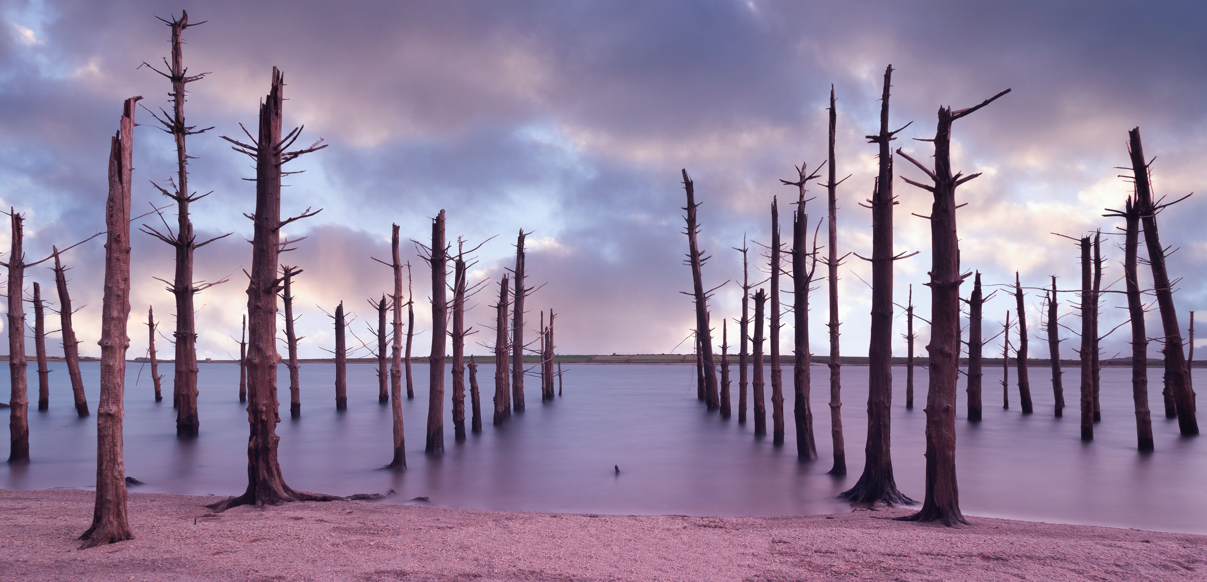 colliford lake reservoir old dead trees 