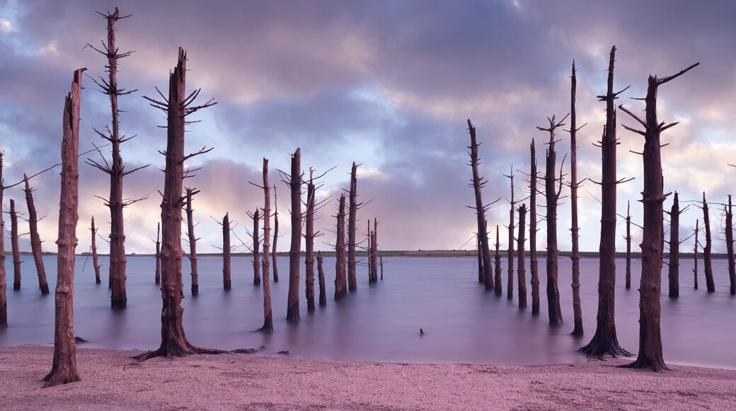 colliford lake reservoir old dead trees