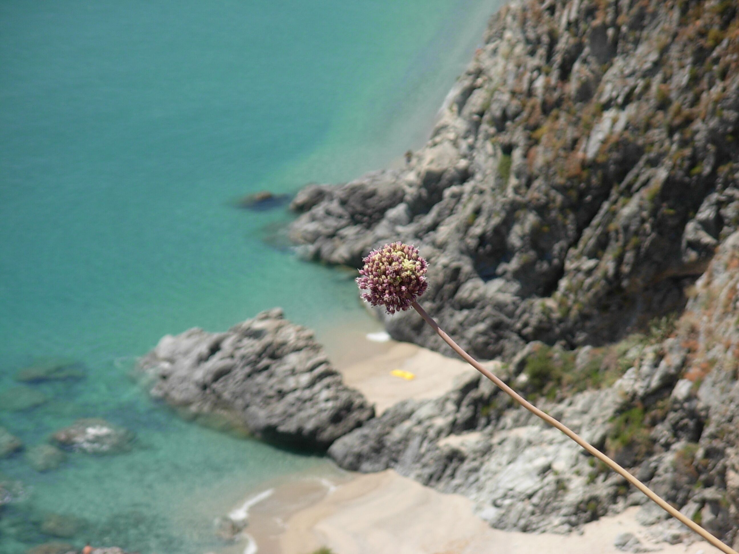 A rocky coastline with clear turquoise water and a flower in the foreground.