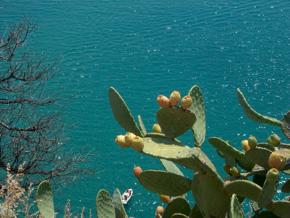 A cactus with green leaves and yellow flowers by a turquoise sea.