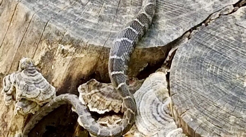 Often you’ll see our slithering friends here