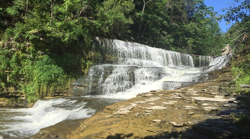 Cornell University Area