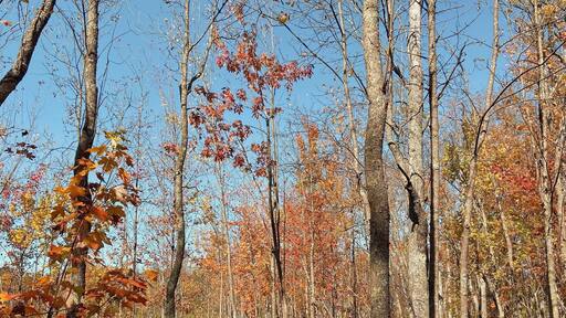 With hiking trails circling a lake, visiting Sapsucker Woods is a quiet reprieve where you can observe chipmunks skittering about and the various bird species of the area plus those who are migrating through. In late September/early October it’s a leafers dream with beautiful foliage the closer to the lake you get. #hiking #birdwatching #foliage
