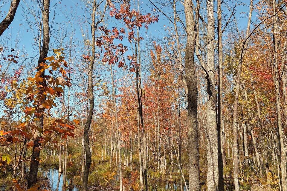 A forest with tall trees and a swampy area.