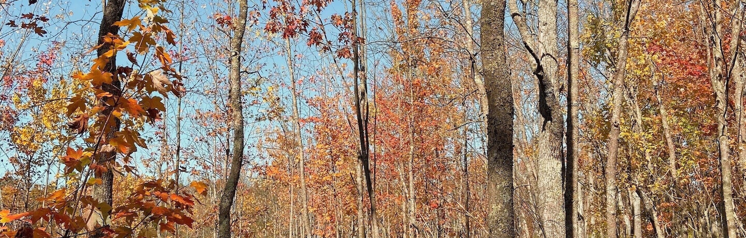 With hiking trails circling a lake, visiting Sapsucker Woods is a quiet reprieve where you can observe chipmunks skittering about and the various bird species of the area plus those who are migrating through. In late September/early October it’s a leafers dream with beautiful foliage the closer to the lake you get. #hiking #birdwatching #foliage