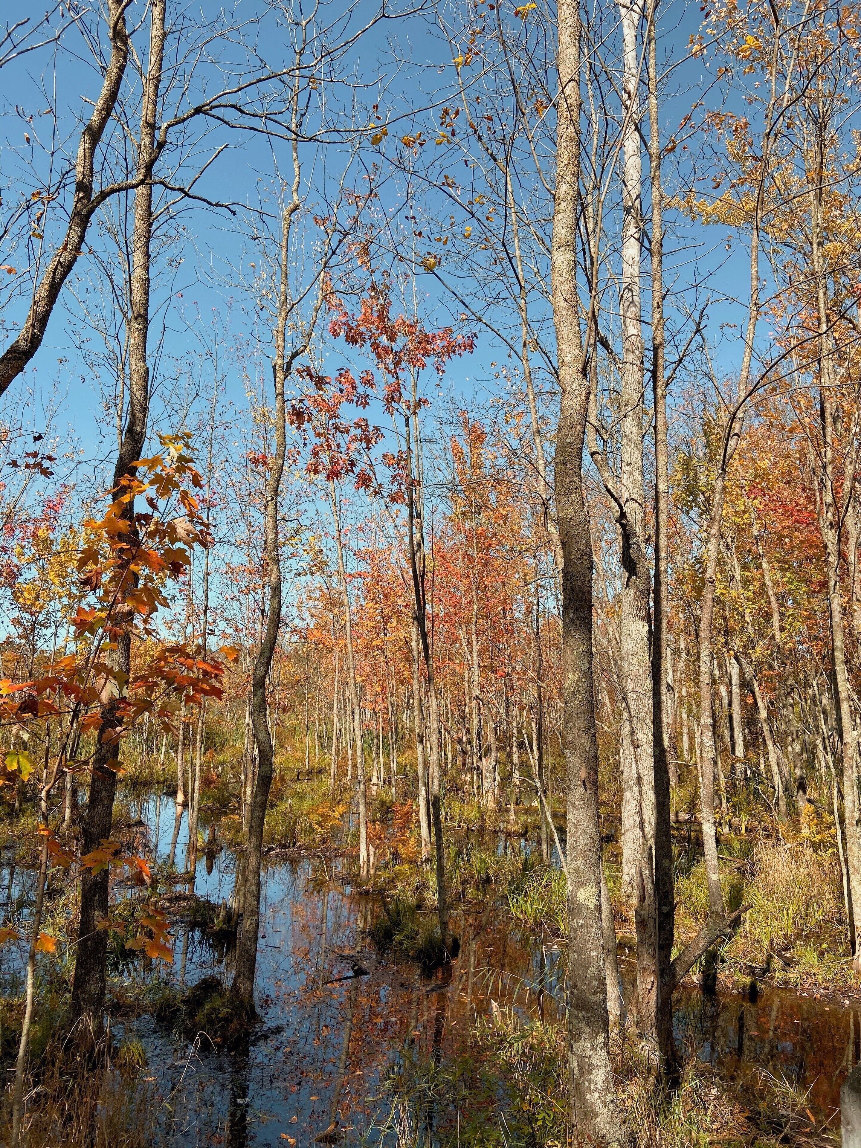 A forest with tall trees and a swampy area.
