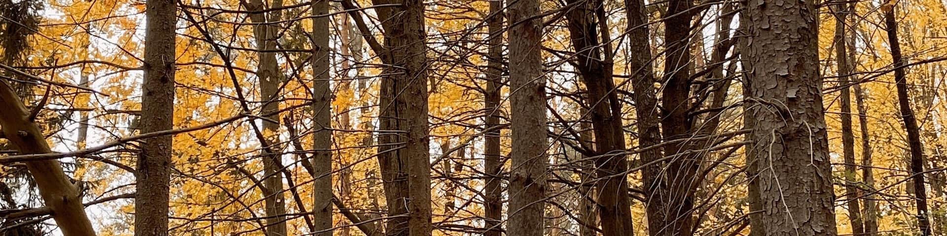 #mybackyard waiting just a hair after peak foliage makes the woods stand out on gray days between the darkness of bark and brightness of leaf. Seeing how thinned out the woods becomes is a little sad, but wandering through and hearing birdsong is still just as satisfying.
