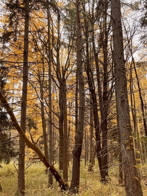 #mybackyard waiting just a hair after peak foliage makes the woods stand out on gray days between the darkness of bark and brightness of leaf. Seeing how thinned out the woods becomes is a little sad, but wandering through and hearing birdsong is still just as satisfying.