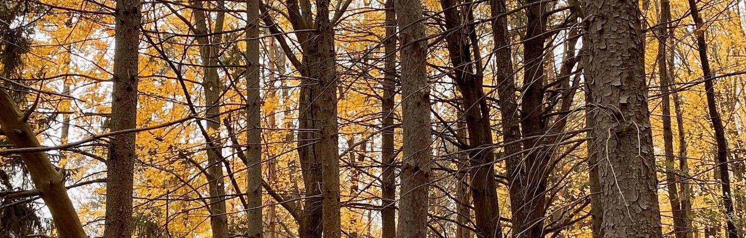 #mybackyard waiting just a hair after peak foliage makes the woods stand out on gray days between the darkness of bark and brightness of leaf. Seeing how thinned out the woods becomes is a little sad, but wandering through and hearing birdsong is still just as satisfying.