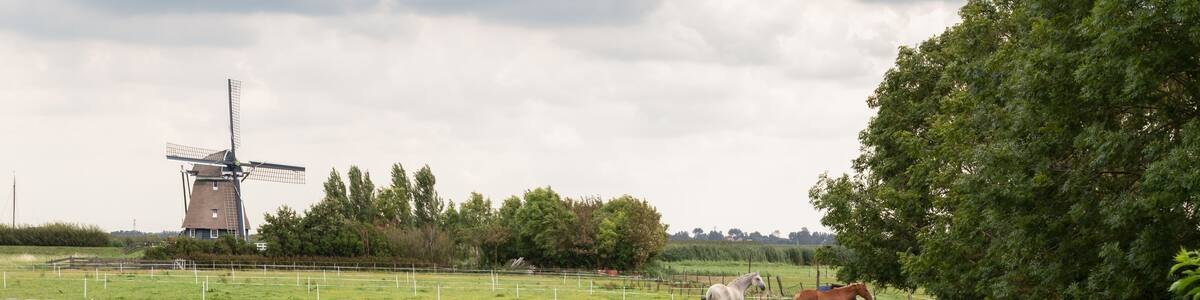 Pasture with horses and in the background a mill in the hamlet of Klein Dorregeest near the Dutch village Uitgeest.