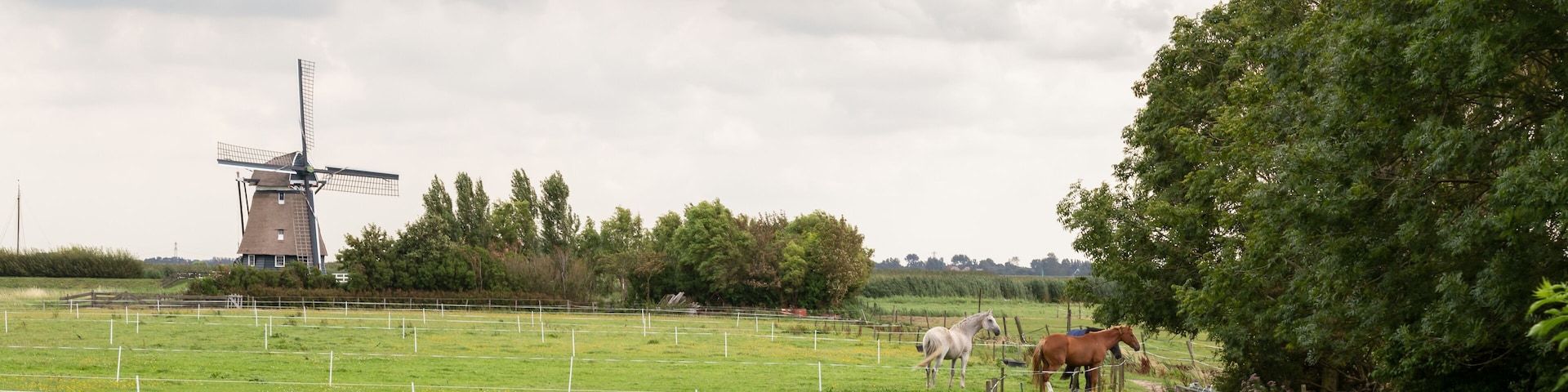 Pasture with horses and in the background a mill in the hamlet of Klein Dorregeest near the Dutch village Uitgeest.