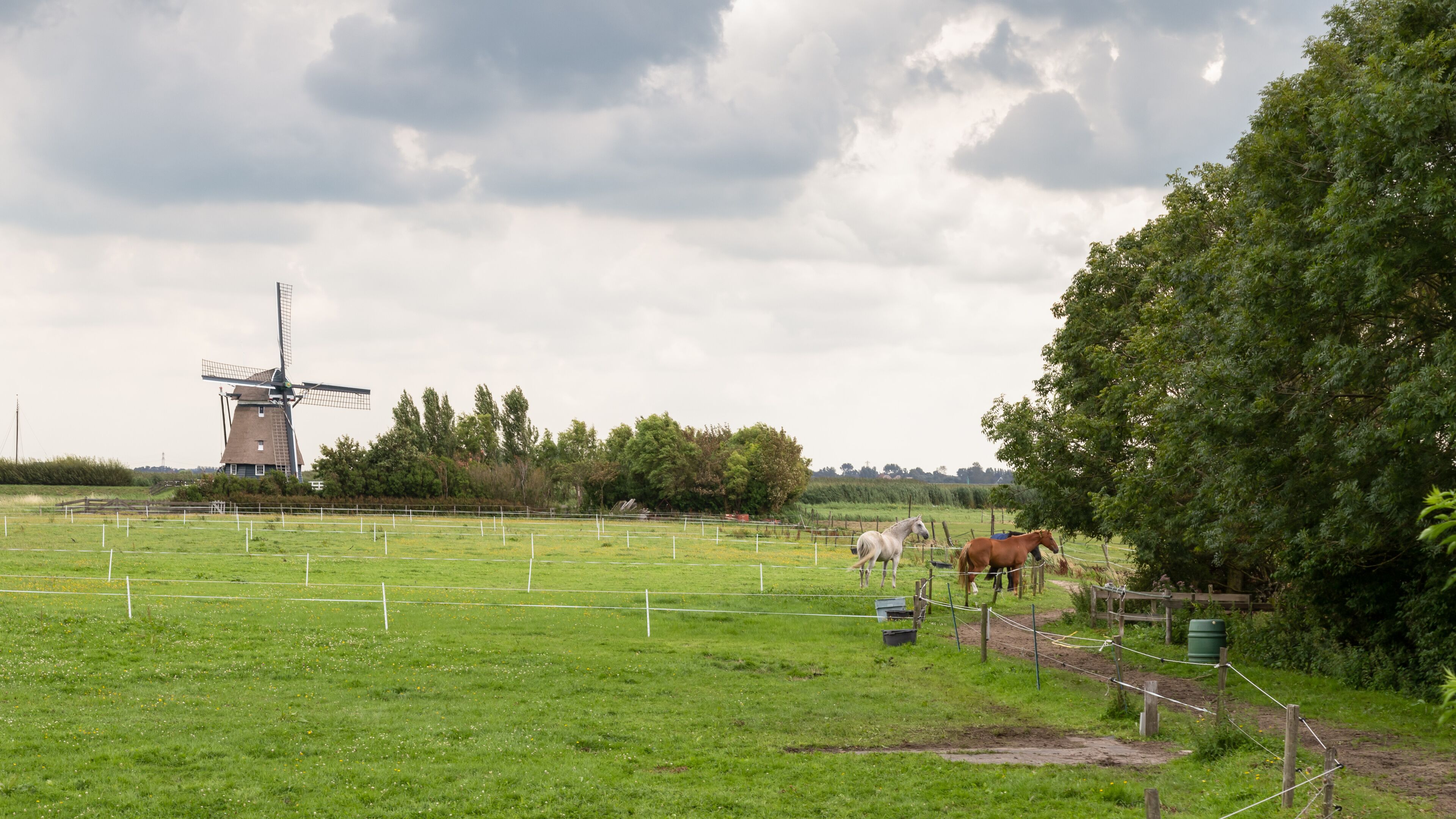 A windmill, horses, and a fenced field.