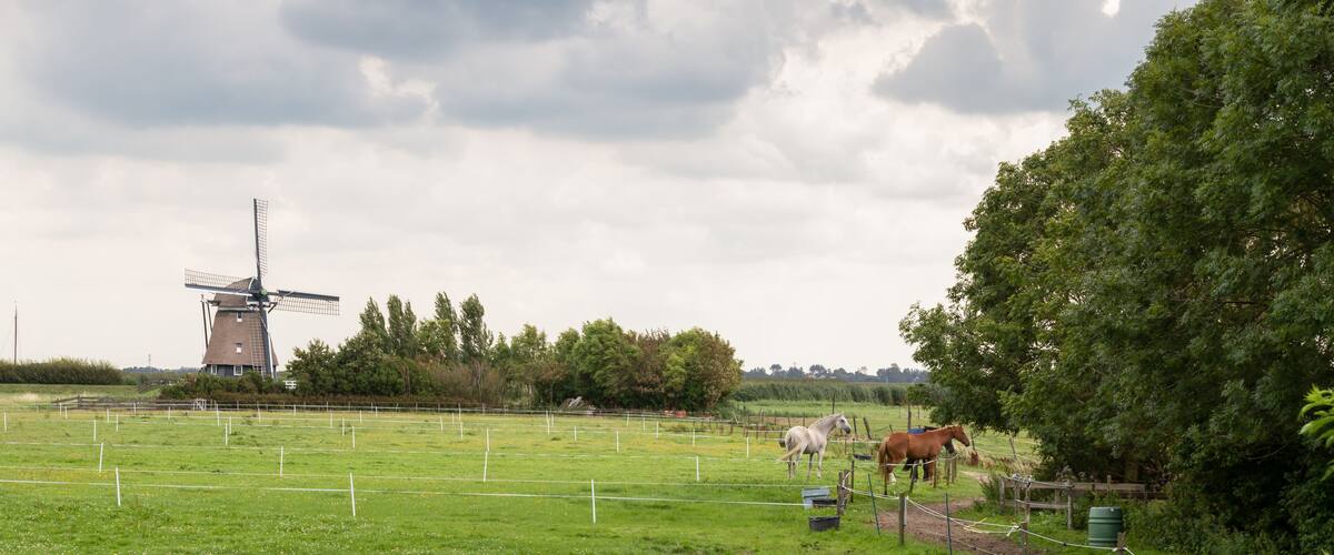 A windmill, horses, and a fenced field.