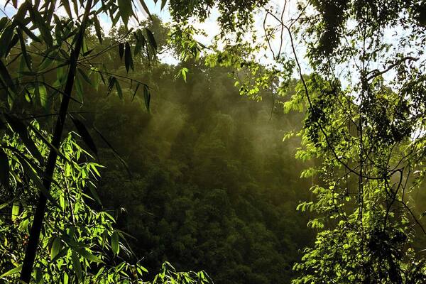 A 1 km trail to the waterfall in Khao Yai National Park. #TakeaHike