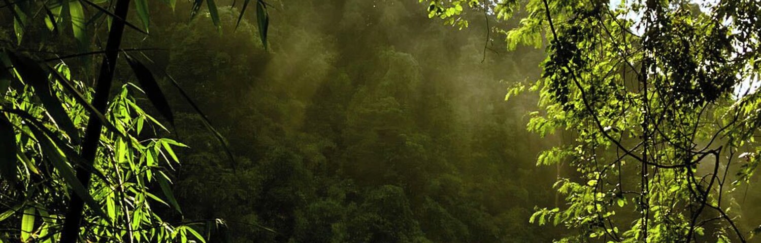 A 1 km trail to the waterfall in Khao Yai National Park. #TakeaHike