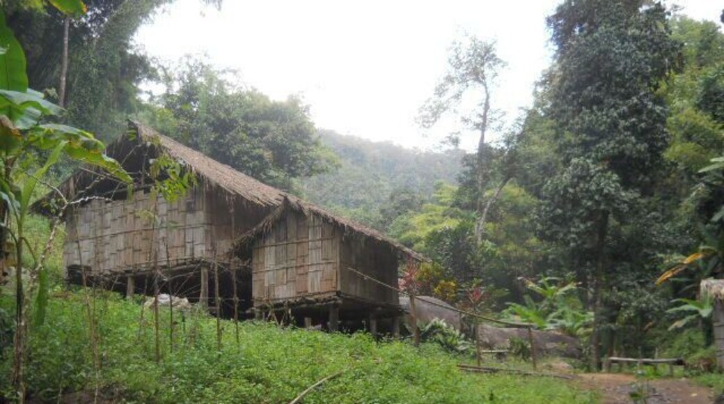Hiking through the jungle in Thailand outside of Chiang Mai.
