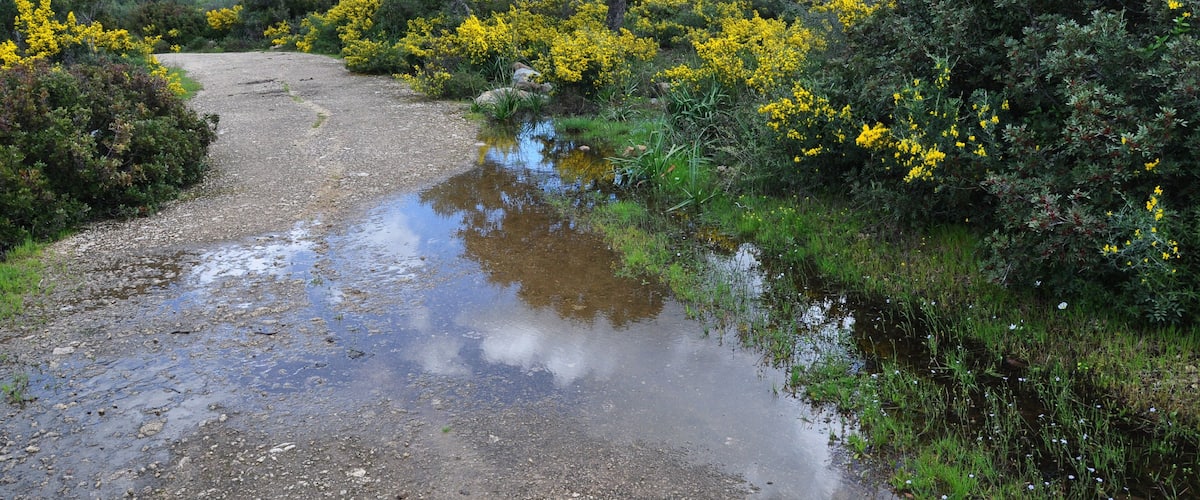 A gravel path with yellow flowers and a tree in a hilly landscape.