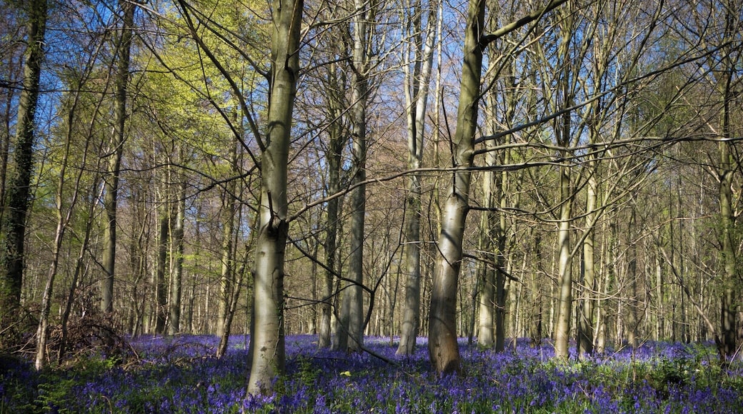 Beautiful endless Bluebells from around mid-April each year.
