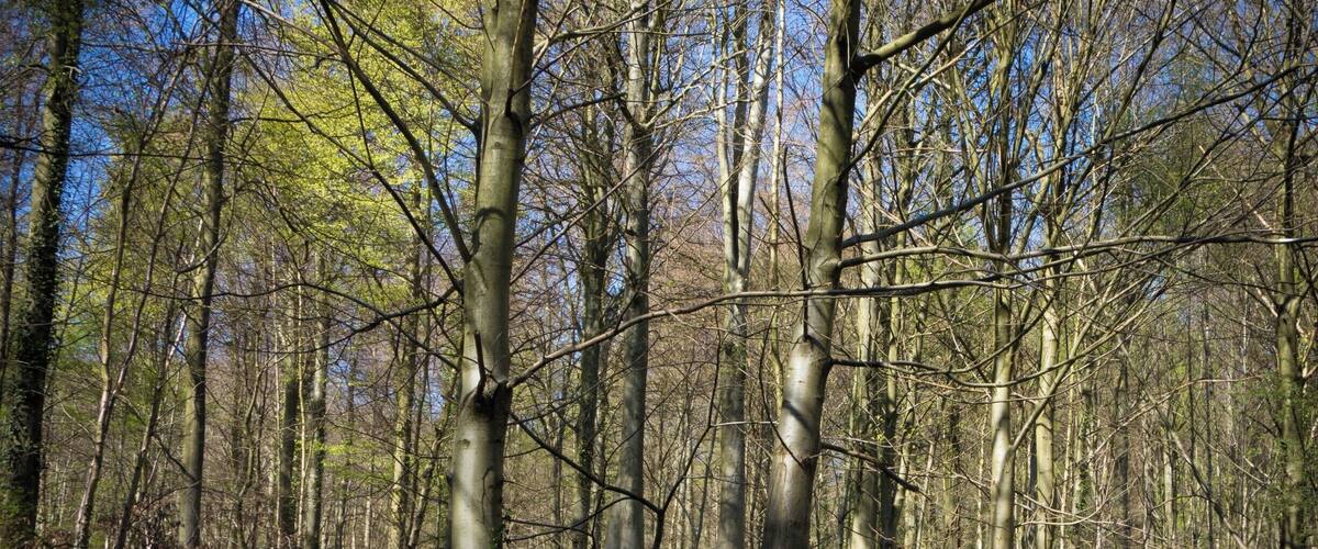 A forest with tall trees and a carpet of bluebells.