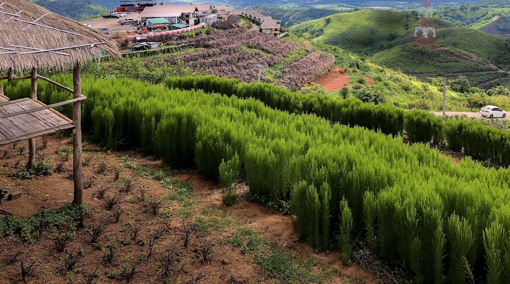 Beautiful landscape view on hill at khao kho phetchabun, thailand.