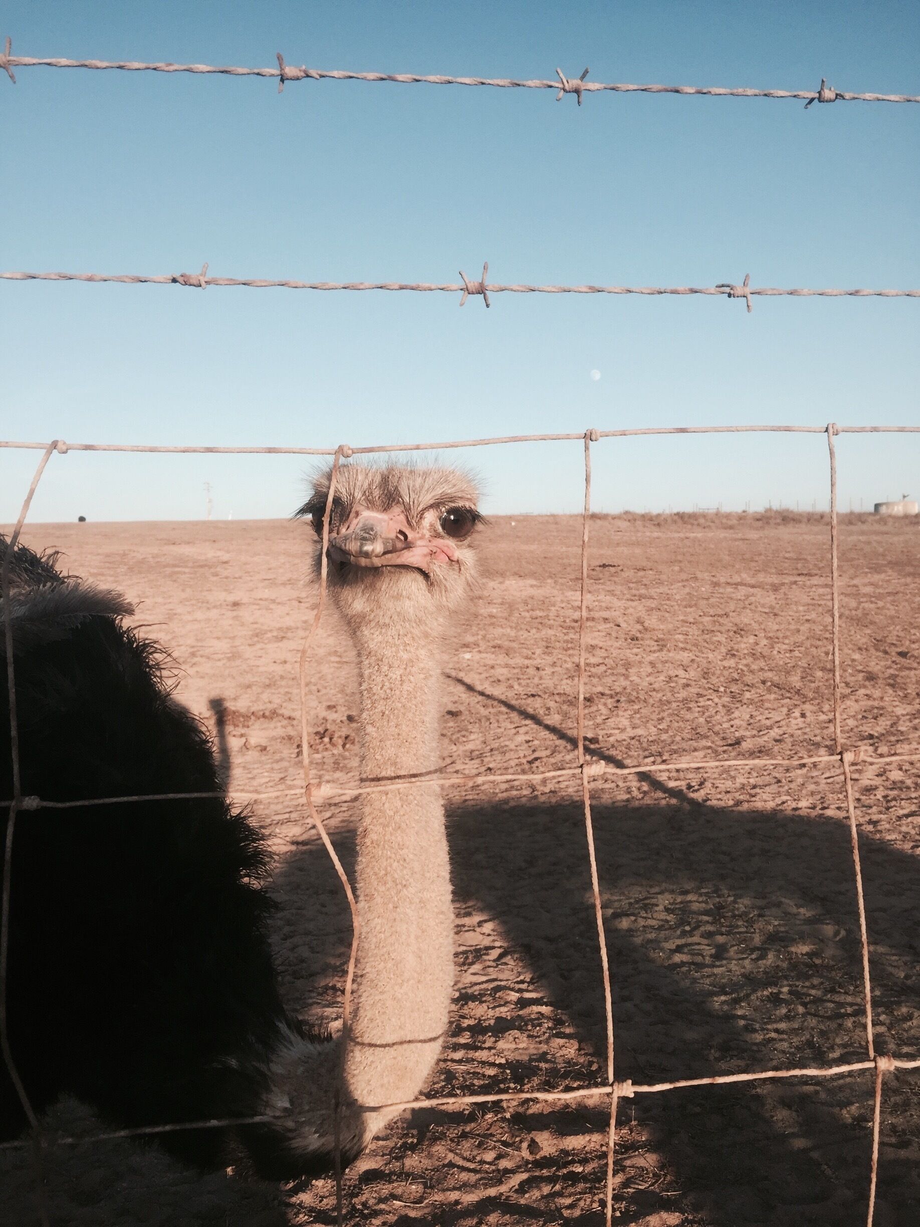 Just cruising down our route we spotted these guys and decided to pull over to get a better look. #ostrich 