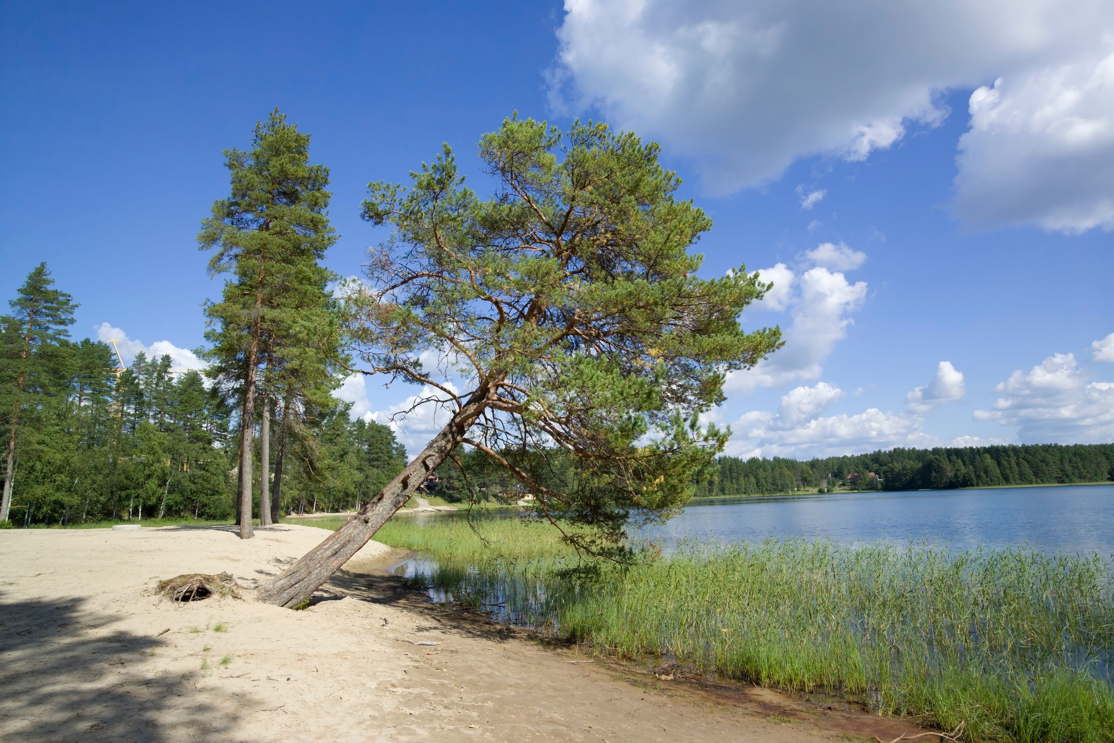 Pines on the beach, Vuokatti Sotkamo Finland