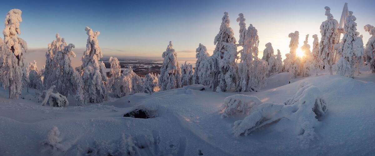 A snowy landscape with tall, snow-covered trees and a distant view of a city.