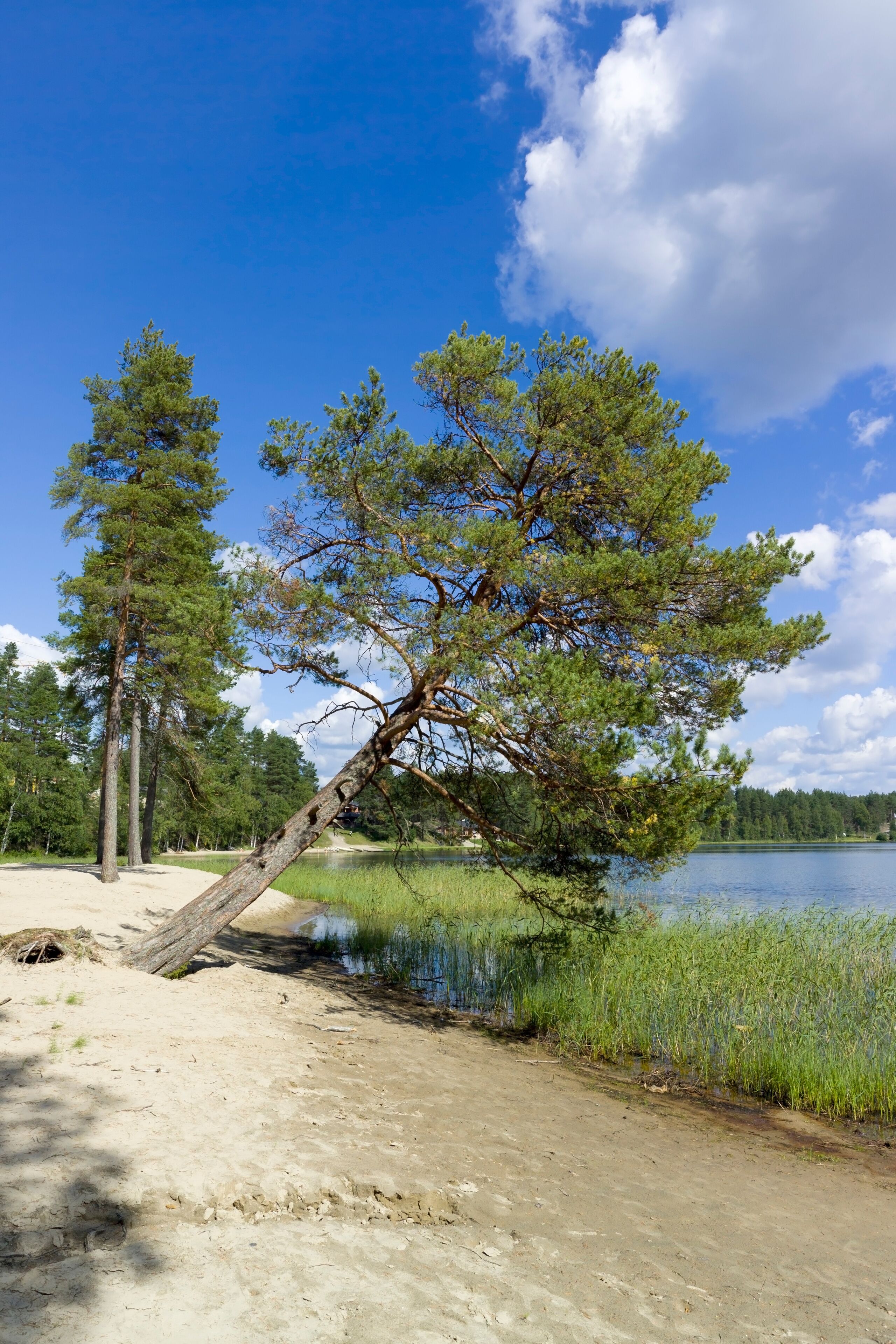 Pines on the beach, Vuokatti Sotkamo Finland