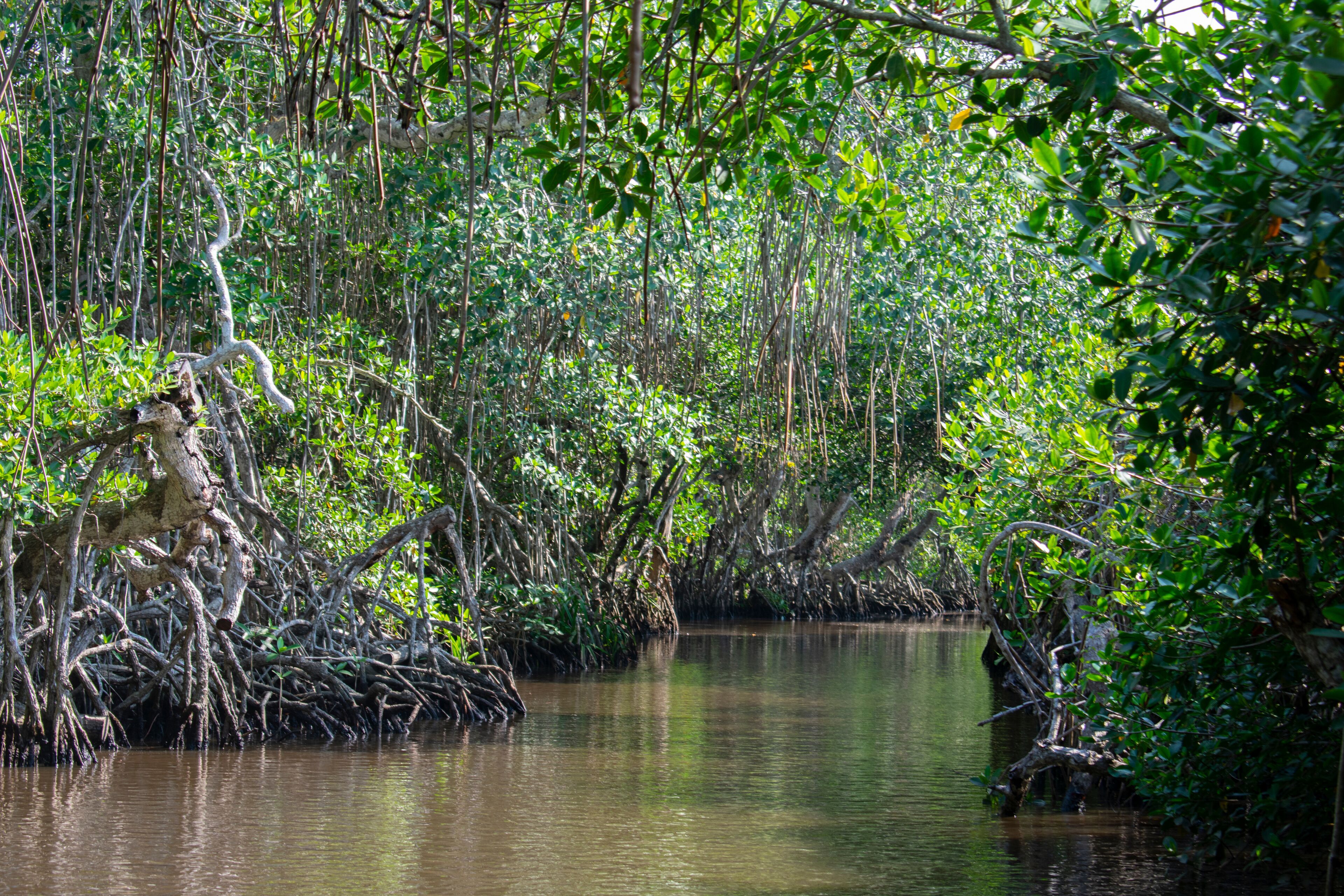 El principal lugar para visitar en Tecolutla Veracuz, México, son los manglares y pantanos, mostrando las grandes raíces de los árboles fuera del agua