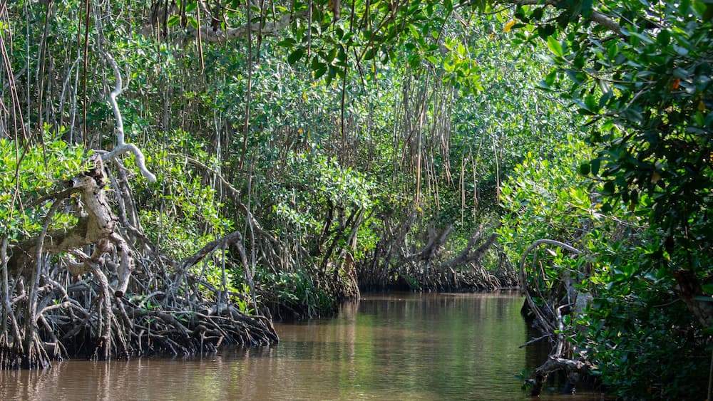 El principal lugar para visitar en Tecolutla Veracuz, México, son los manglares y pantanos, mostrando las grandes raíces de los árboles fuera del agua