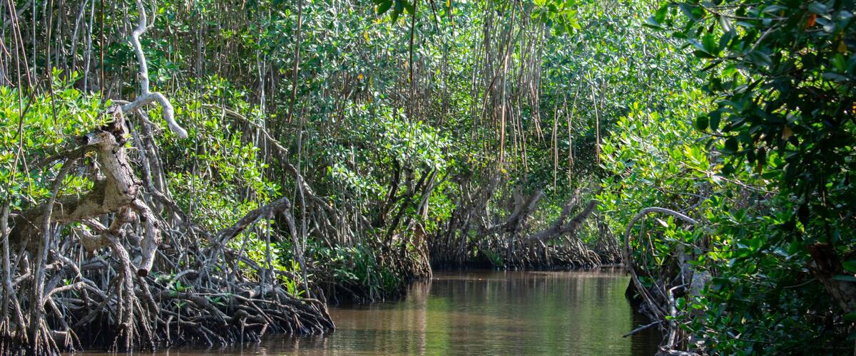 El principal lugar para visitar en Tecolutla Veracuz, México, son los manglares y pantanos, mostrando las grandes raíces de los árboles fuera del agua