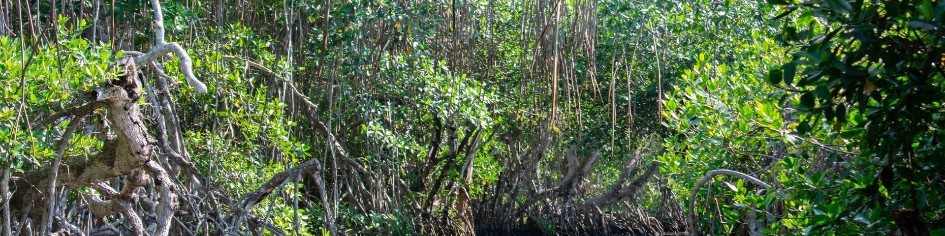 El principal lugar para visitar en Tecolutla Veracuz, México, son los manglares y pantanos, mostrando las grandes raíces de los árboles fuera del agua