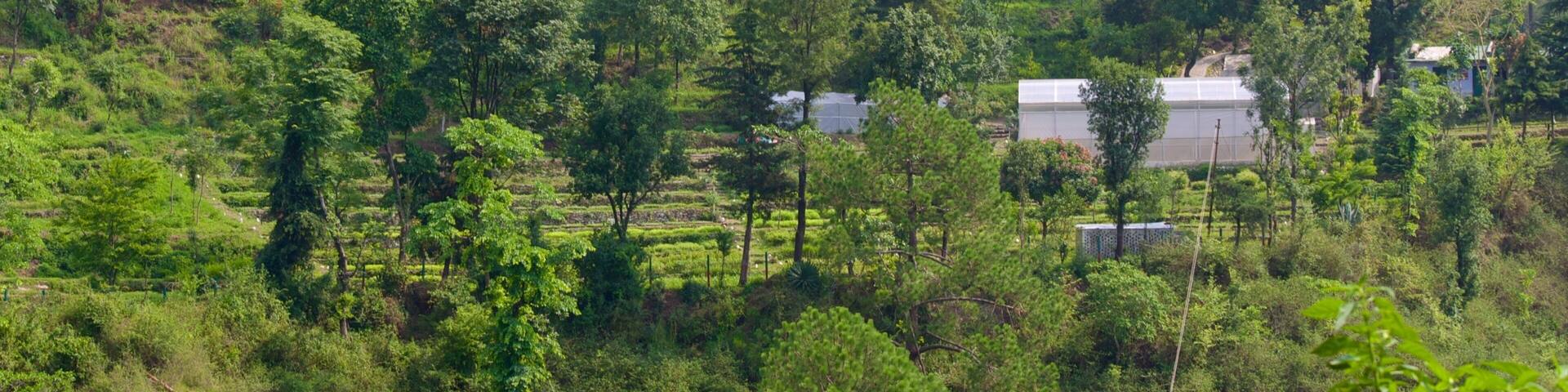 Nainital featuring forest scenes