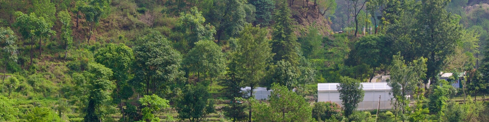 A lush green landscape with a variety of trees and a building with a white roof.