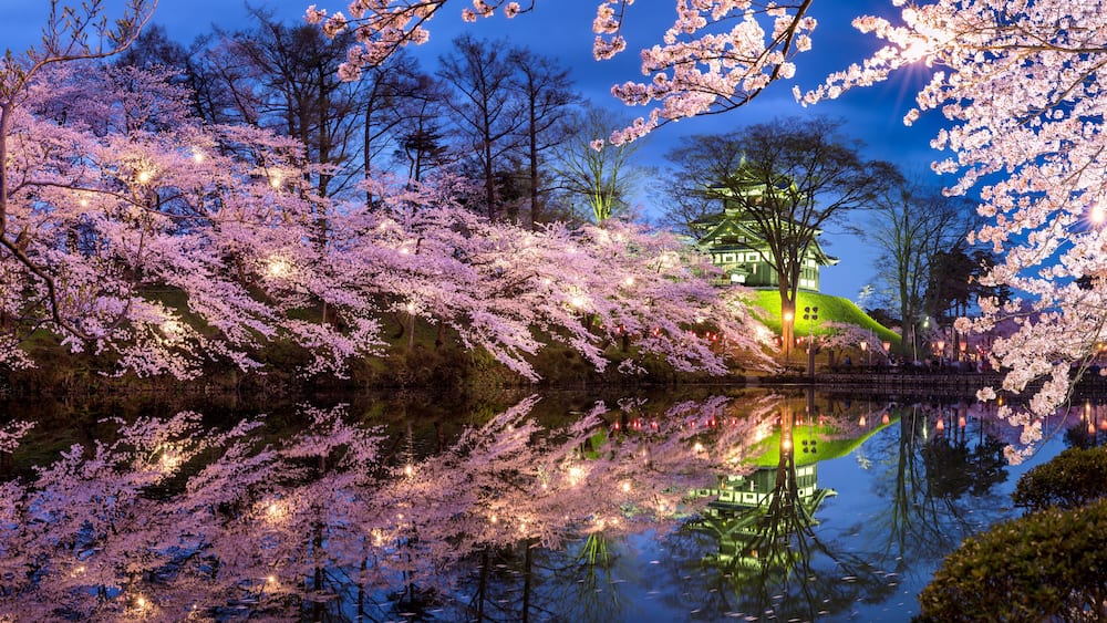 Takada castle during cherry blossom season in Joetsu, Niigata Prefecture, Japan
