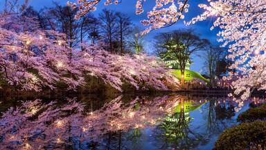 Takada castle during cherry blossom season in Joetsu, Niigata Prefecture, Japan