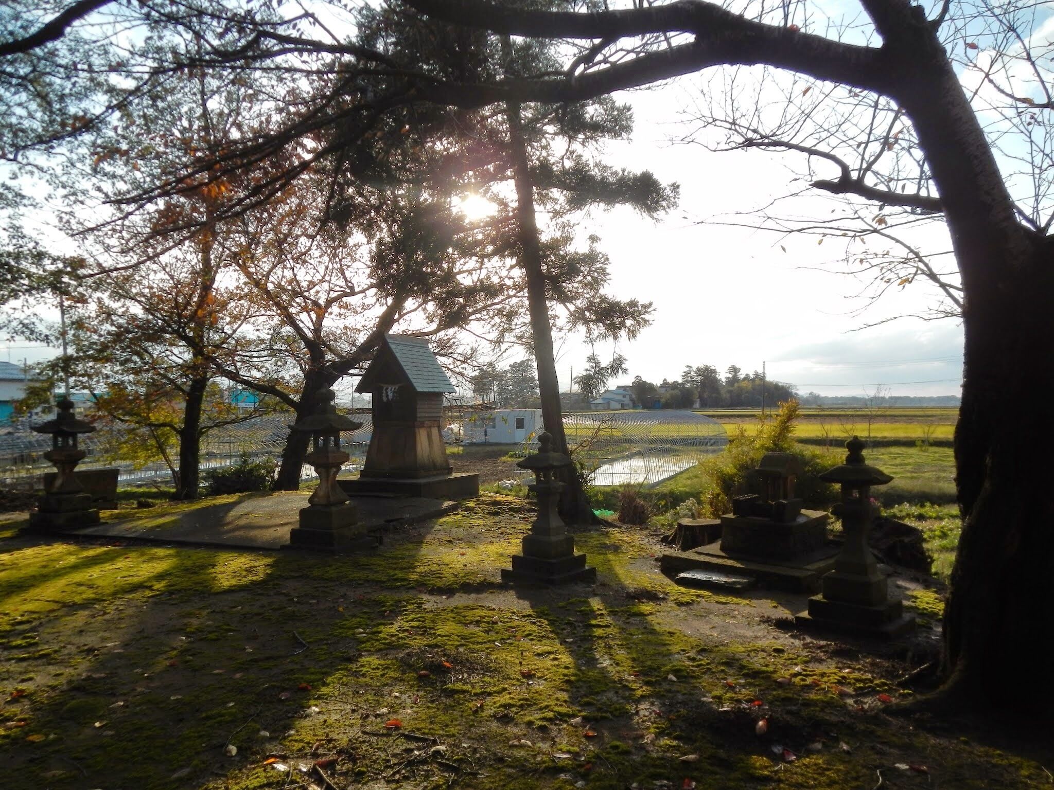 A cemetery with stone lanterns and a small shrine, surrounded by trees and a field.