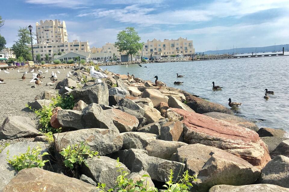 A rocky shoreline with ducks swimming in the water, a row of buildings in the background, and a clear sky.