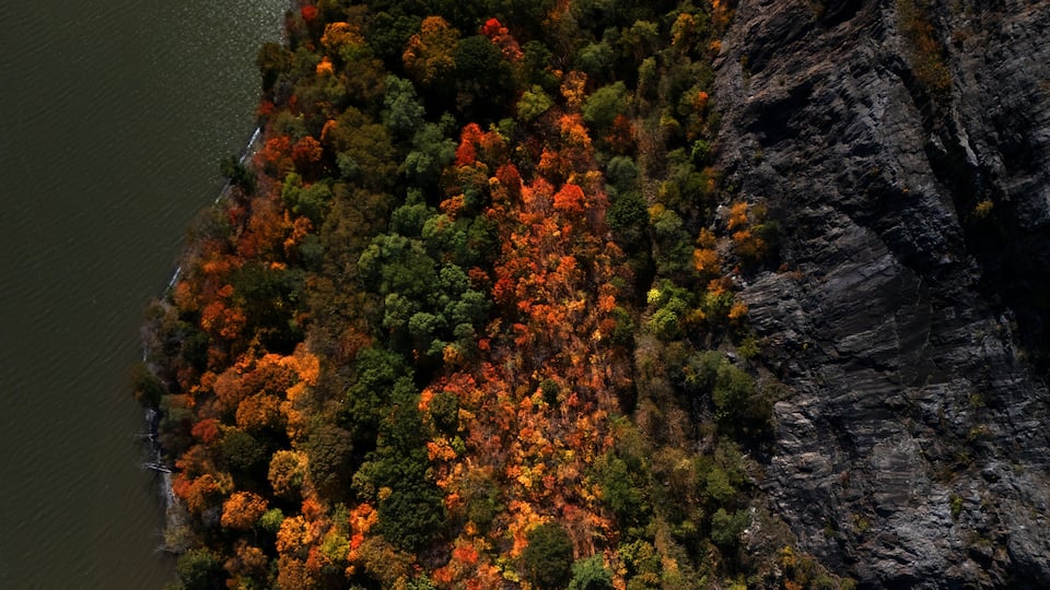 A coastal forest with autumn foliage, a rocky cliff, and a body of water.