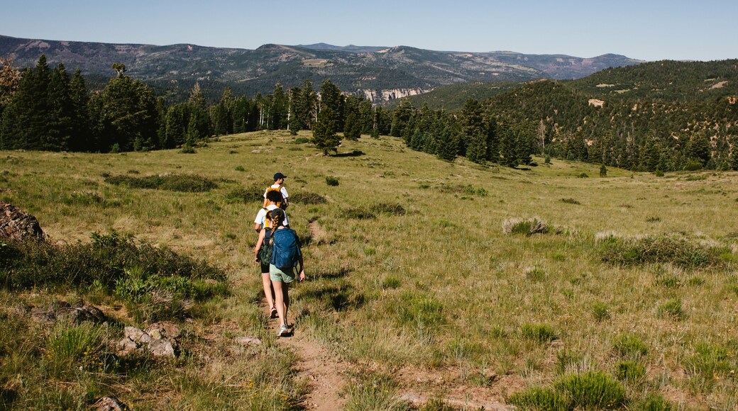 Group of teenagers hiking across green field by forest and mountains
