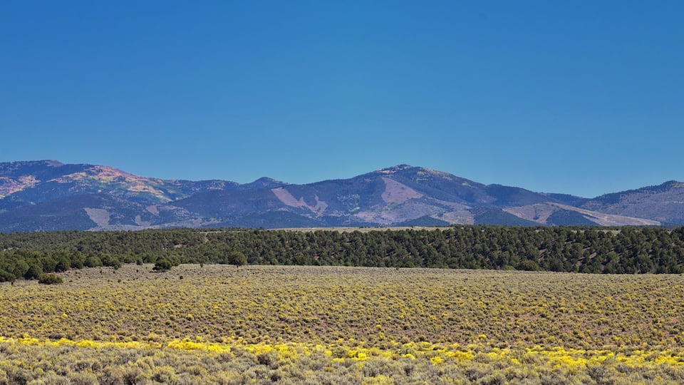 A mountainous landscape with a field of yellow flowers in the foreground and a forested area in the midground.