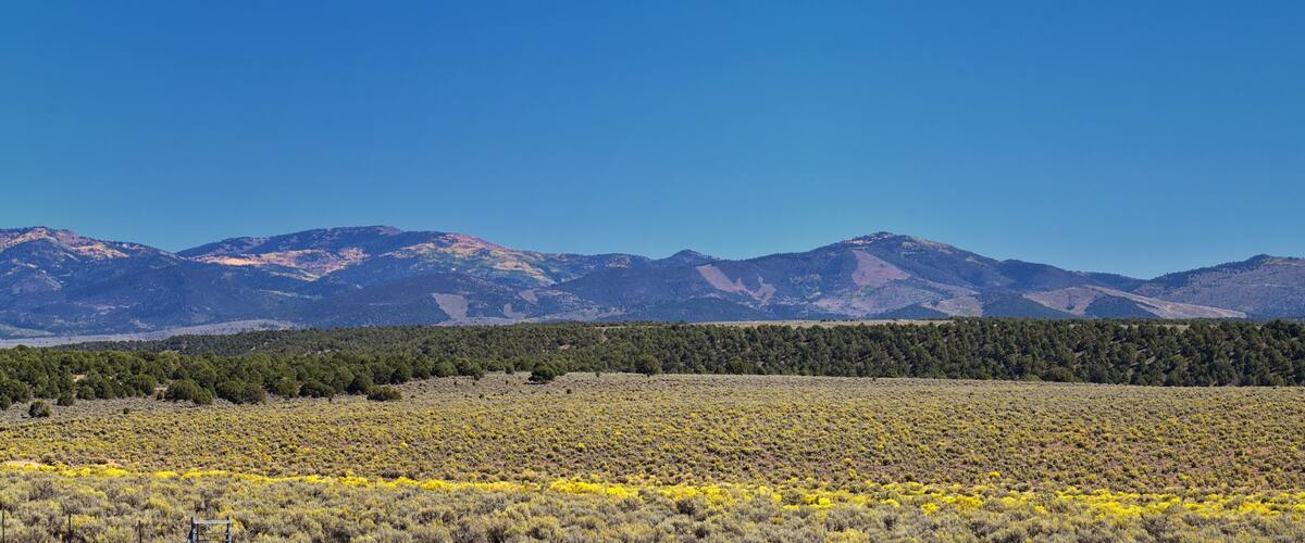 A mountainous landscape with a field of yellow flowers in the foreground and a forested area in the midground.