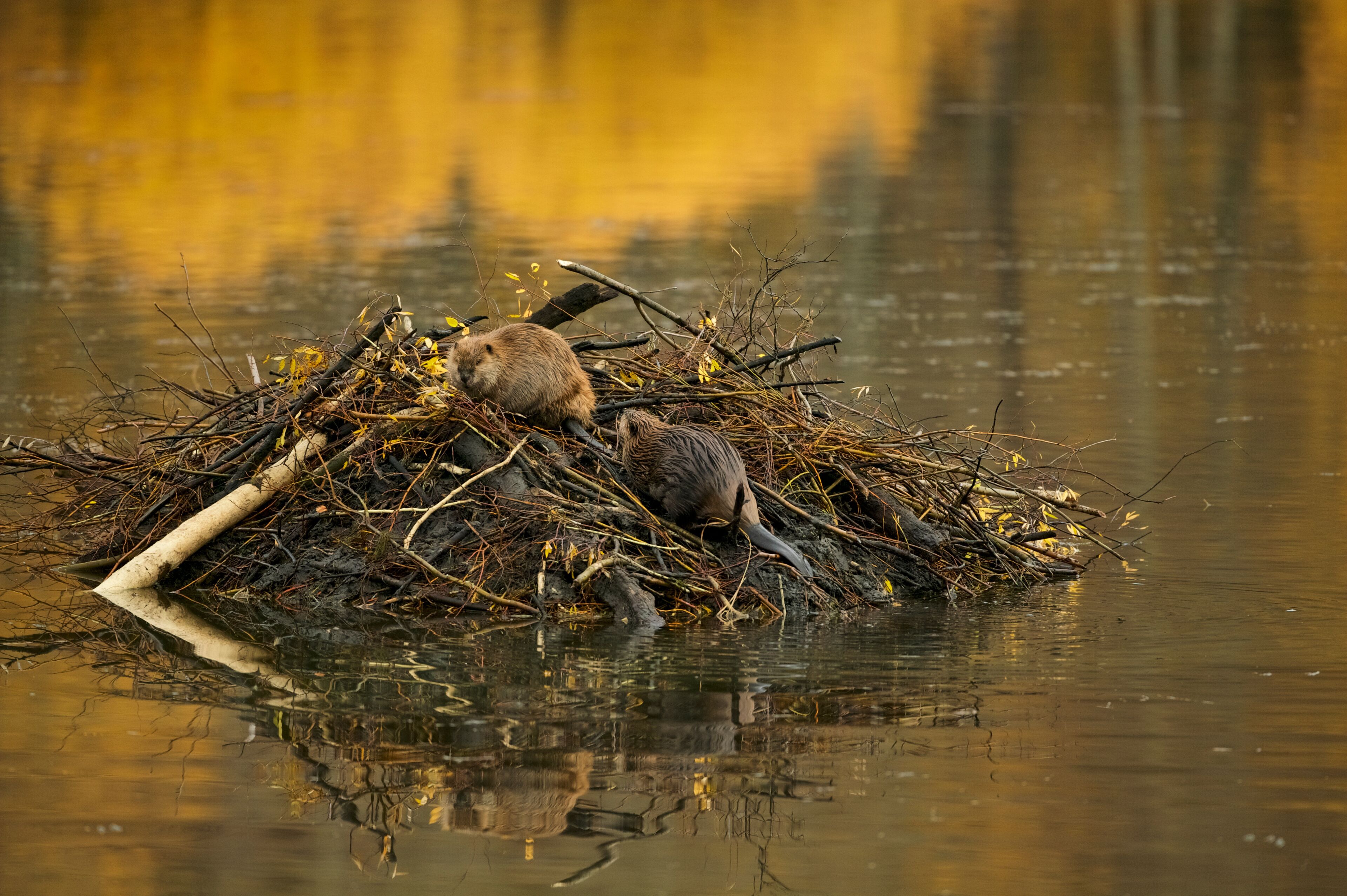 Beaver