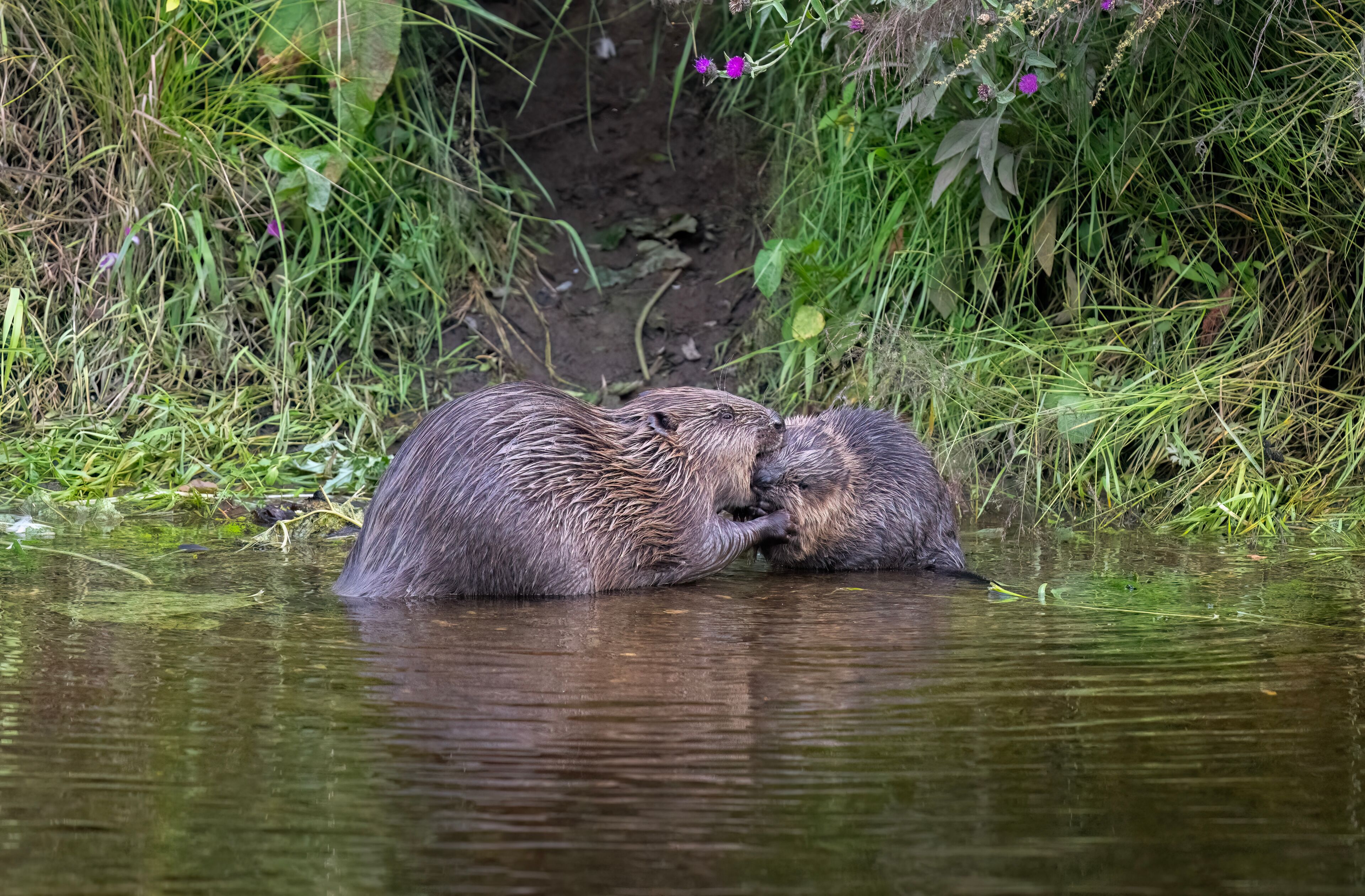 Beaver adult with a kit grooming each other