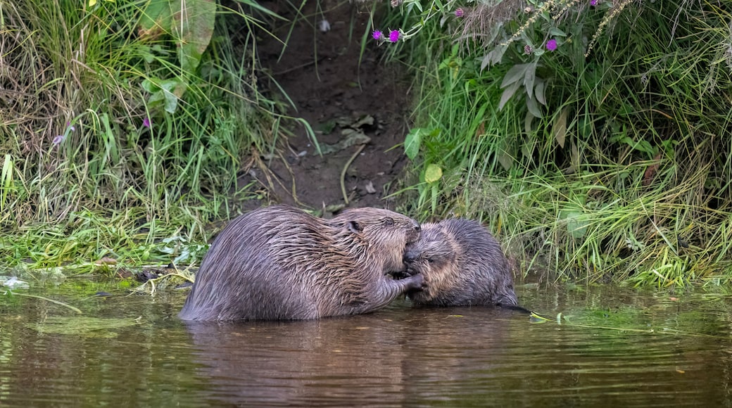 Beaver adult with a kit grooming each other