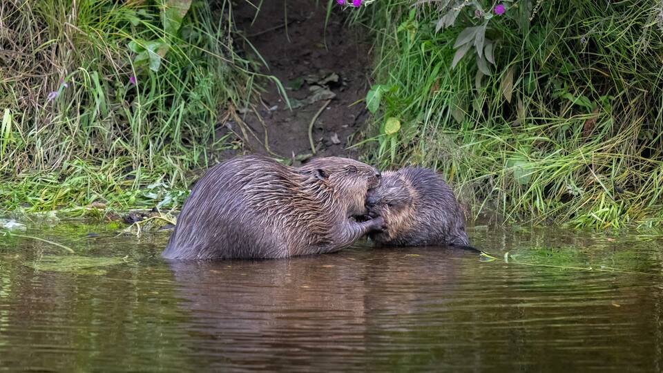 Two otters in a shallow water body surrounded by dense greenery and wildflowers.